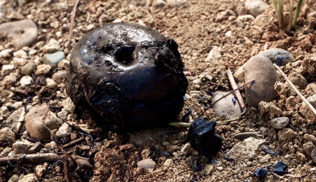 A Burnt Apple