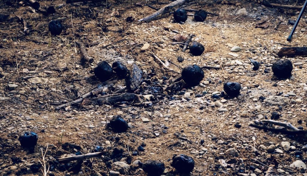 Burnt Apples