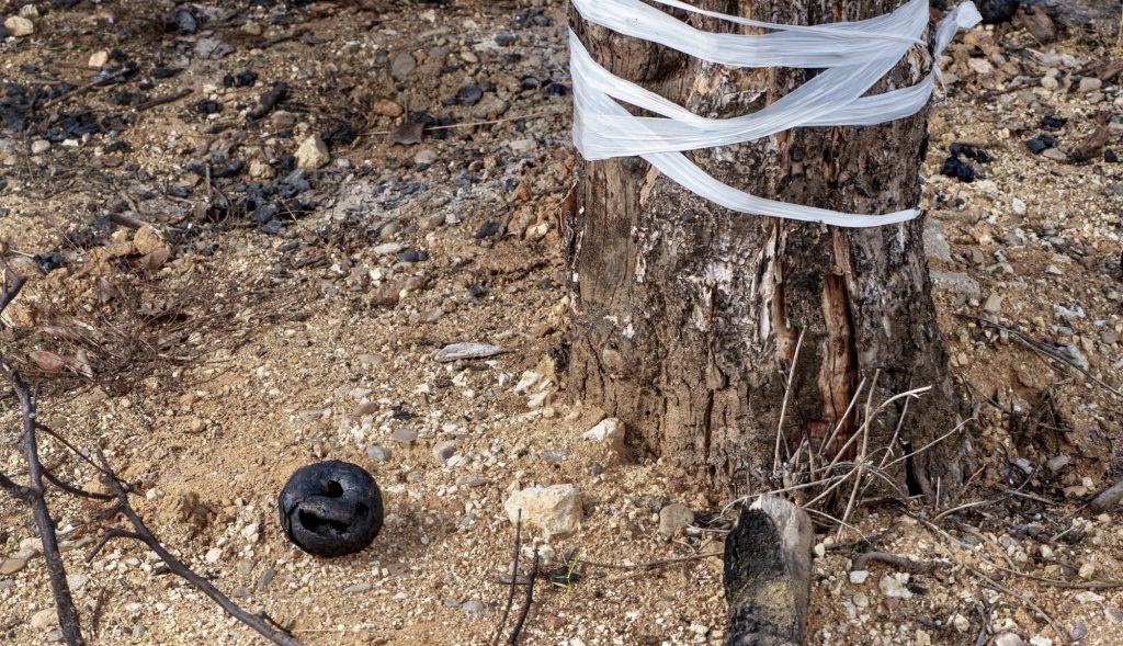 A Burnt Apple