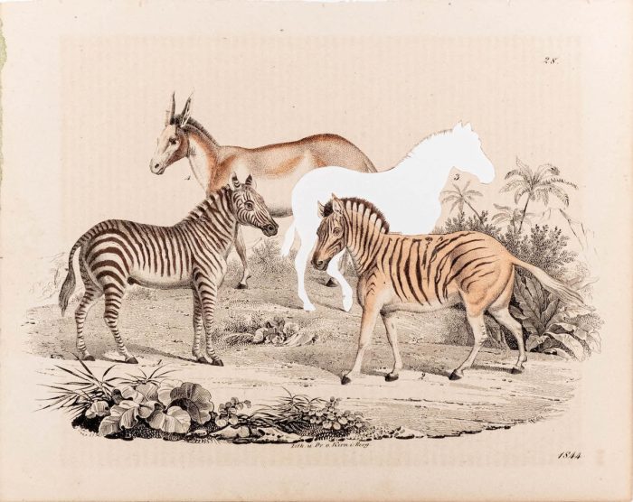 Brandon Ballengée  RIP Quagga: After Dr. V. Kirn I. Berg, 1844/2023 Hand-colored copperplate engraving 9.25  x 11.5 in., unframed