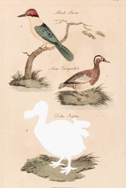 Brandon Ballengée RIP Dodo: After S. Edwards, 1808/2023 Hand-colored copperplate engraving 10.75 x 7 in., unframed
