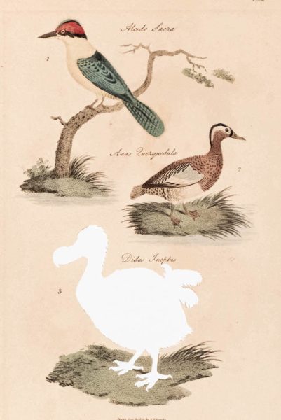 Brandon Ballengée RIP Dodo: After S. Edwards, 1808/2023 Hand-colored copperplate engraving 10.75 x 7 in., unframed